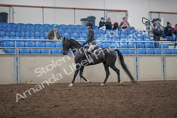 2019 Morgan Horse Show - Aug 31, 2019 - 14682