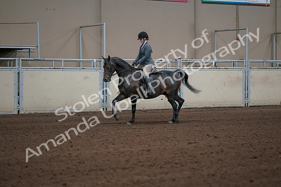 2019 Morgan Horse Show - Sept 01, 2019 - 10909