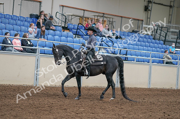 2020 - AB Morgan Horse - Fri, Sept 04 - 08275