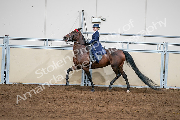 2020 - AB Morgan Horse - Sun, Sept 06 - 08154