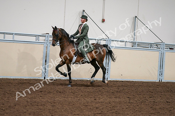 2020 - AB Morgan Horse - Fri, Sept 04 - 03332