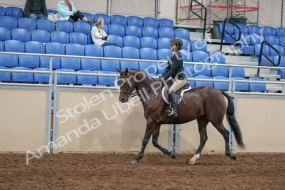 2020 - AB Morgan Horse - Sat, Sept 05 - 14256