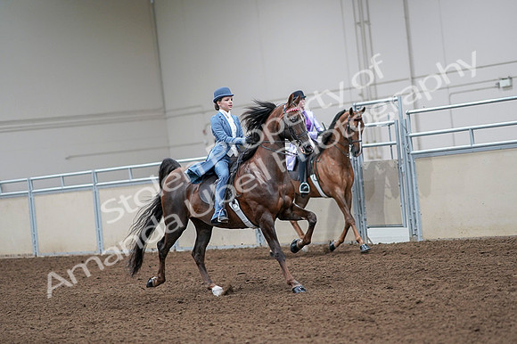 2020 - AB Morgan Horse - Fri, Sept 04 - 05038