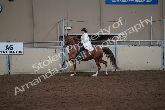 2019 Morgan Horse Show - Aug 31, 2019 - 17911
