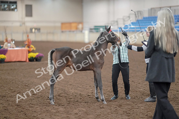 2019 Morgan Horse Show - Aug 30, 2019 - 24872