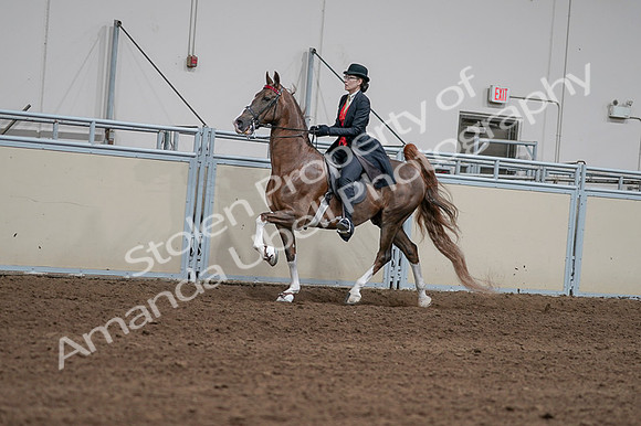 2020 - AB Morgan Horse - Fri, Sept 04 - 09586