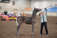 2019 Morgan Horse Show - Aug 31, 2019 - 00072