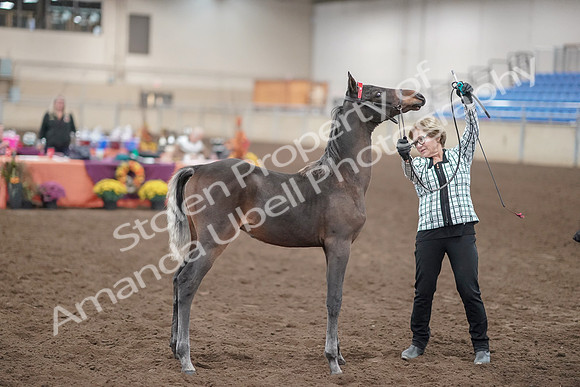 2019 Morgan Horse Show - Aug 31, 2019 - 00072