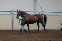 2020 - AB Morgan Horse - Fri, Sept 04 - 01002