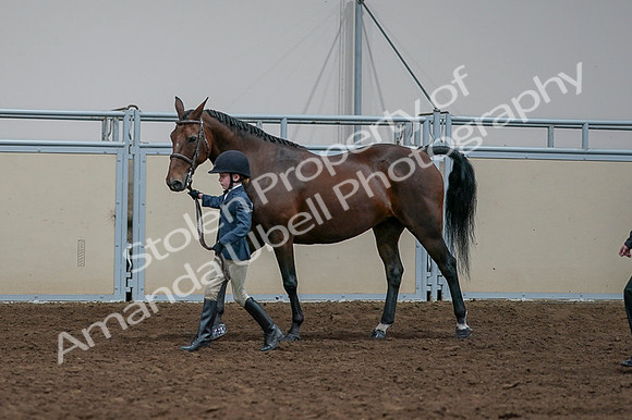 2020 - AB Morgan Horse - Fri, Sept 04 - 01002
