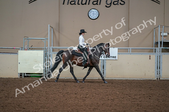 2019 Morgan Horse Show - Aug 30, 2019 - 17001