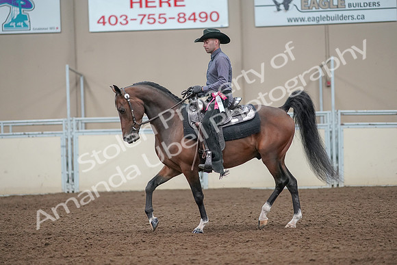 2019 Morgan Horse Show - Aug 31, 2019 - 06284