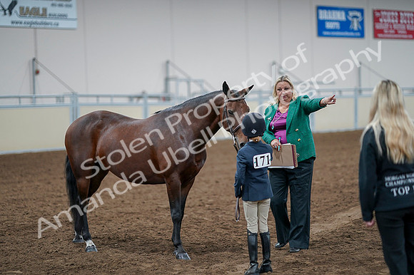2020 - AB Morgan Horse - Fri, Sept 04 - 01016