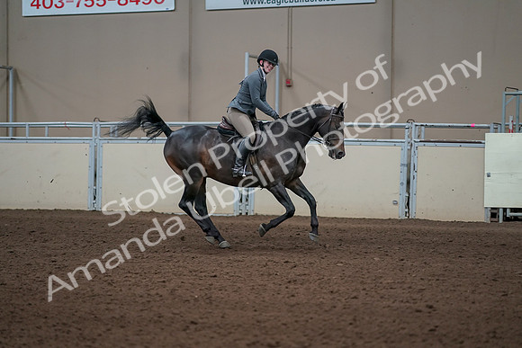 2019 Morgan Horse Show - Sept 01, 2019 - 11119