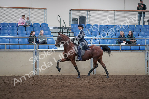 2019 Morgan Horse Show - Aug 31, 2019 - 09361