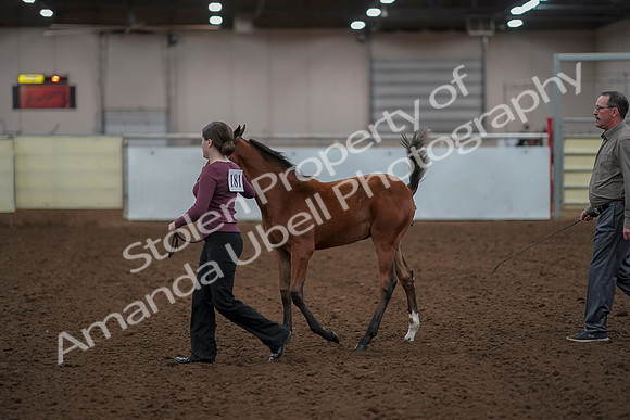 2019 Morgan Horse Show - Aug 30, 2019 - 24800