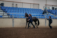 Class 066 - Morgan In Hand 3 & 4 Year Old Mares