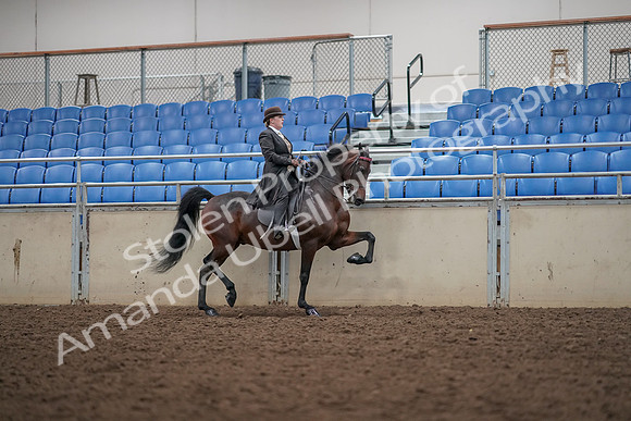 2019 Morgan Horse Show - Aug 30, 2019 - 28218