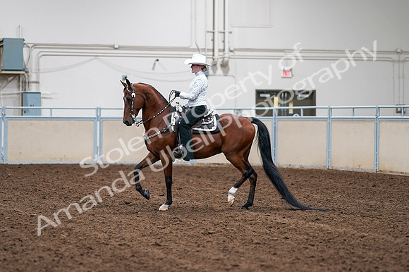 2020 - AB Morgan Horse - Fri, Sept 04 - 03565