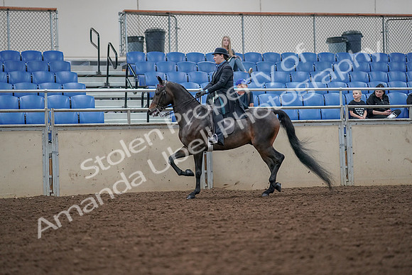 2019 Morgan Horse Show - Aug 30, 2019 - 15380