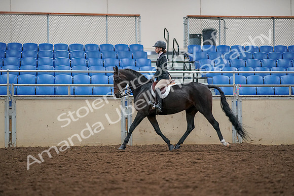 2019 Morgan Horse Show - Aug 30, 2019 - 23310