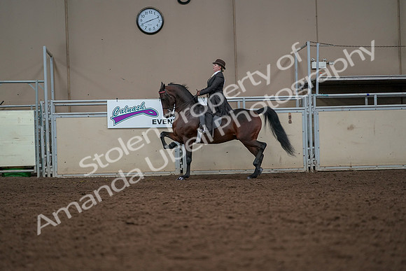2019 Morgan Horse Show - Aug 30, 2019 - 27984