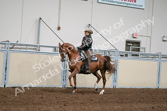2020 - AB Morgan Horse - Fri, Sept 04 - 08418