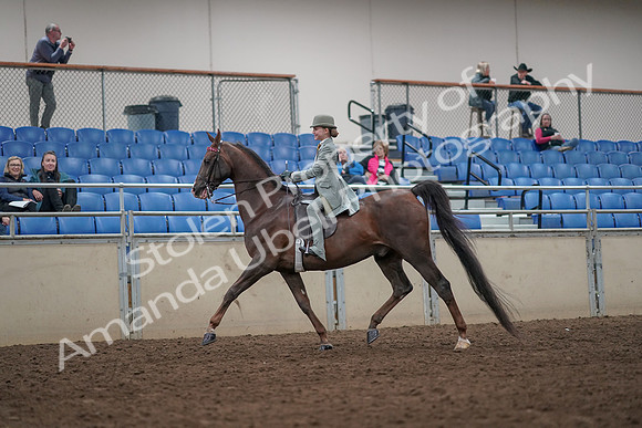 2019 Morgan Horse Show - Aug 31, 2019 - 07654