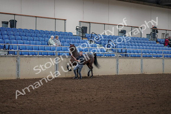 2019 Morgan Horse Show - Aug 31, 2019 - 01043