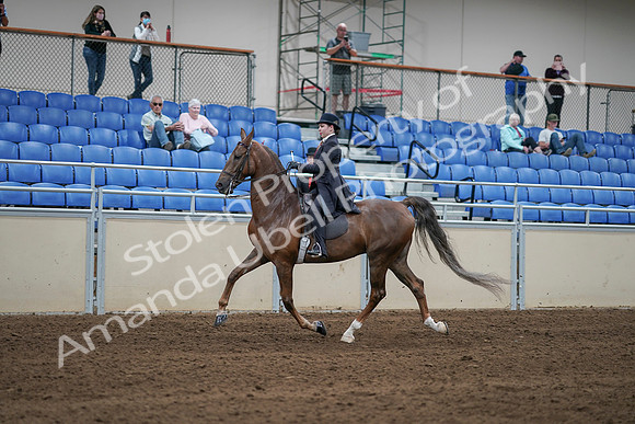 2020 - AB Morgan Horse - Sat, Sept 05 - 06211