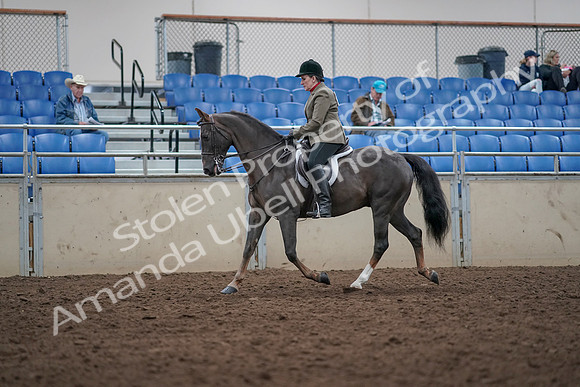 2019 Morgan Horse Show - Aug 31, 2019 - 14745