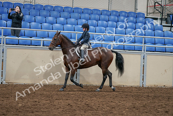 2020 - AB Morgan Horse - Sun, Sept 06 - 07910