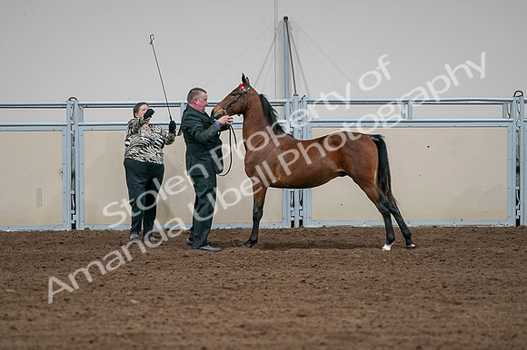 2020 - AB Morgan Horse - Fri, Sept 04 - 07611