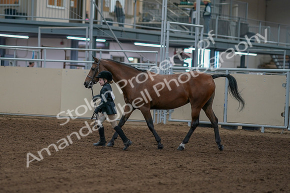 2020 - AB Morgan Horse - Fri, Sept 04 - 00750