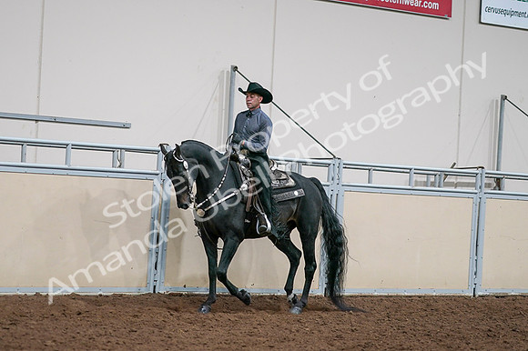 2020 - AB Morgan Horse - Fri, Sept 04 - 08518