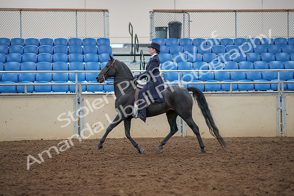 2019 Morgan Horse Show - Aug 30, 2019 - 12182