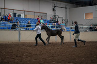 2019 Morgan Horse Show - Aug 31, 2019 - 03566
