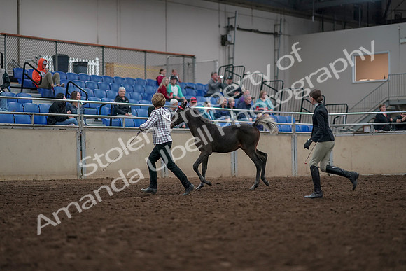 2019 Morgan Horse Show - Aug 31, 2019 - 03566