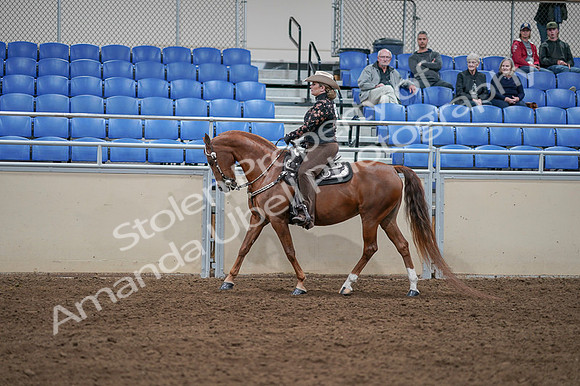 2020 - AB Morgan Horse - Fri, Sept 04 - 08348