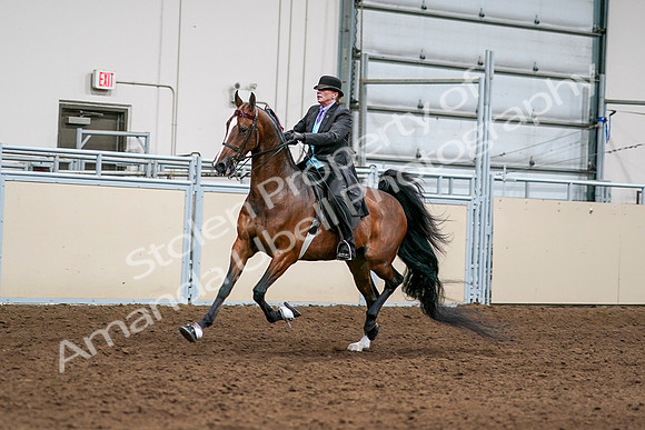 2020 - AB Morgan Horse - Sat, Sept 05 - 12979