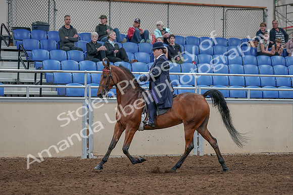 2020 - AB Morgan Horse - Fri, Sept 04 - 11228