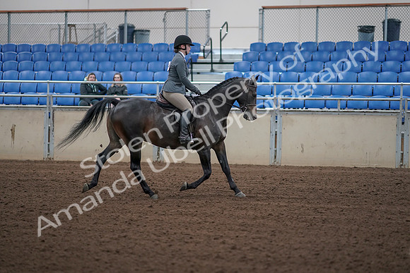 2019 Morgan Horse Show - Sept 01, 2019 - 11031