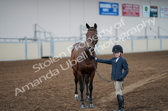 2020 - AB Morgan Horse - Fri, Sept 04 - 01032