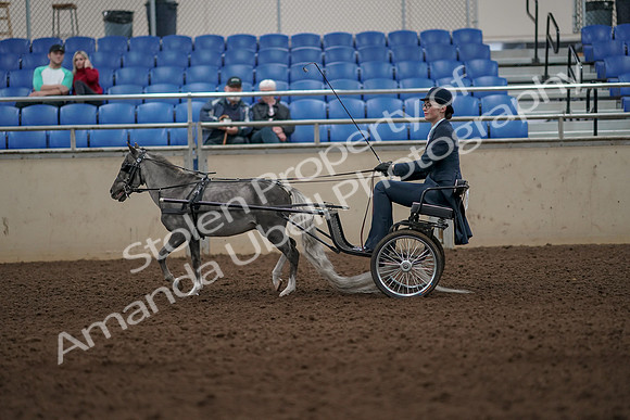 2019 Morgan Horse Show - Aug 31, 2019 - 04277