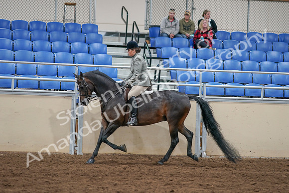 2020 - AB Morgan Horse - Sat, Sept 05 - 14343