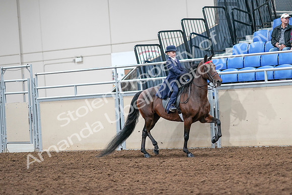 2020 - AB Morgan Horse - Sat, Sept 05 - 04877
