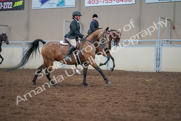 2019 Morgan Horse Show - Aug 30, 2019 - 21060