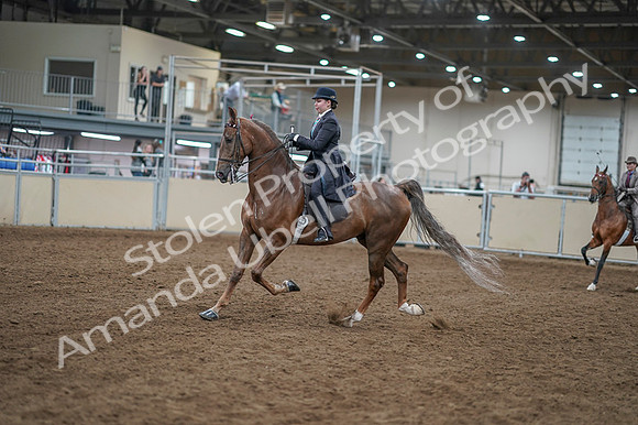 2020 - AB Morgan Horse - Fri, Sept 04 - 11273