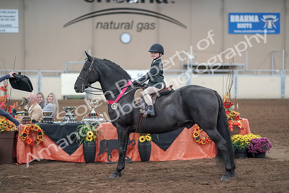 2019 Morgan Horse Show - Aug 31, 2019 - 19787