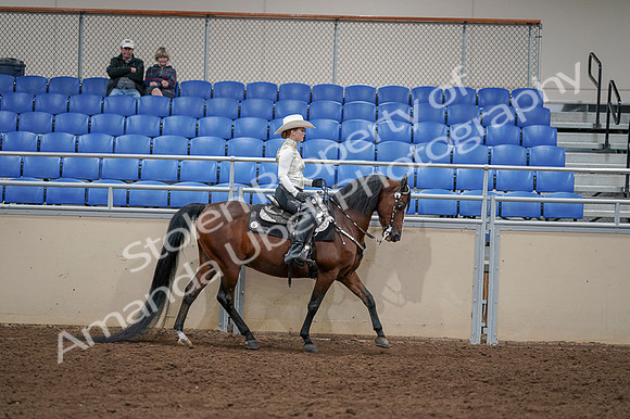 2020 - AB Morgan Horse - Fri, Sept 04 - 08449